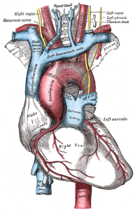 AORTIC ARCH "Gray505". Licensed under Public Domain via Wikimedia Commons.