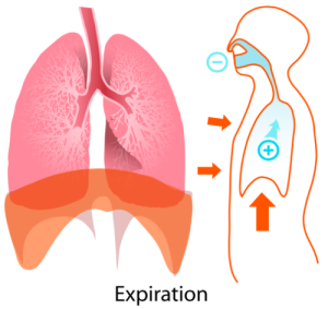 EXHALE "Expiration diagram" by LadyofHats - Own work. Licensed under Public Domain via Wikimedia Commons.