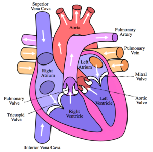 FLOW OF BLOOD THROUGH HEART "Diagram of the human heart (cropped)" by Own work. Licensed under CC BY-SA 3.0 via Wikimedia Commons.
