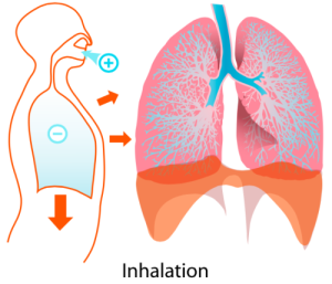 INHALE By LadyofHats (self-made based in my own lungs diagram) [Public domain], via Wikimedia Commons