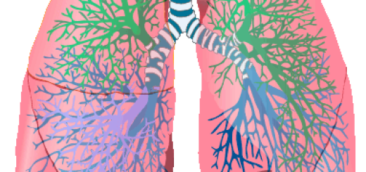 LUNGS "Lungs (animated)" by Mikael Häggström - Image:Respiratory system complete numbered.svg (Public domain licence). Licensed under Public Domain via Wikimedia Commons.