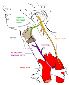 RECURRENT LARYNGEAL NERVE "Recurrent laryngeal nerve" by Jkwchui - Based on drawing by Truth-seeker2004. Licensed under CC BY-SA 3.0 via Wikimedia Commons.