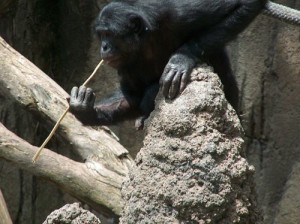 ANIMAL TOOL USE "A Bonobo at the San Diego Zoo "fishing" for termites". Licensed under CC BY-SA 3.0 via Wikimedia Commons.