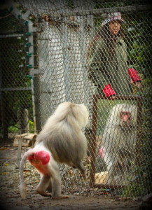 MIRROR TEST "Mirror test with a Baboon" by Moshe Blank - Own work. Licensed under CC BY-SA 3.0 via Wikimedia Commons.